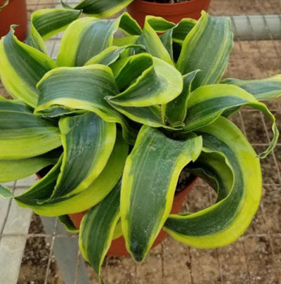 Tornado Dragon Dracaena